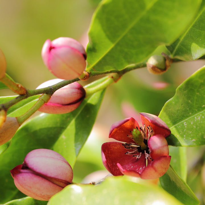 Stellar Ruby Magnolia with fragrant pink flowers and glossy foliage