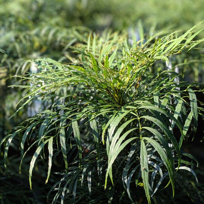 Soft Caress Mahonia with soft green foliage and yellow flowers