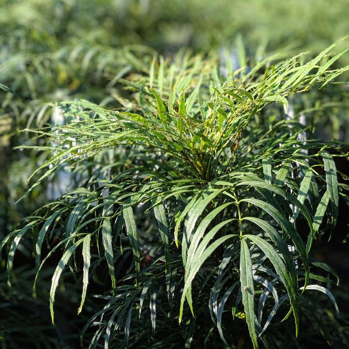 Soft Caress Mahonia with soft green foliage and yellow flowers