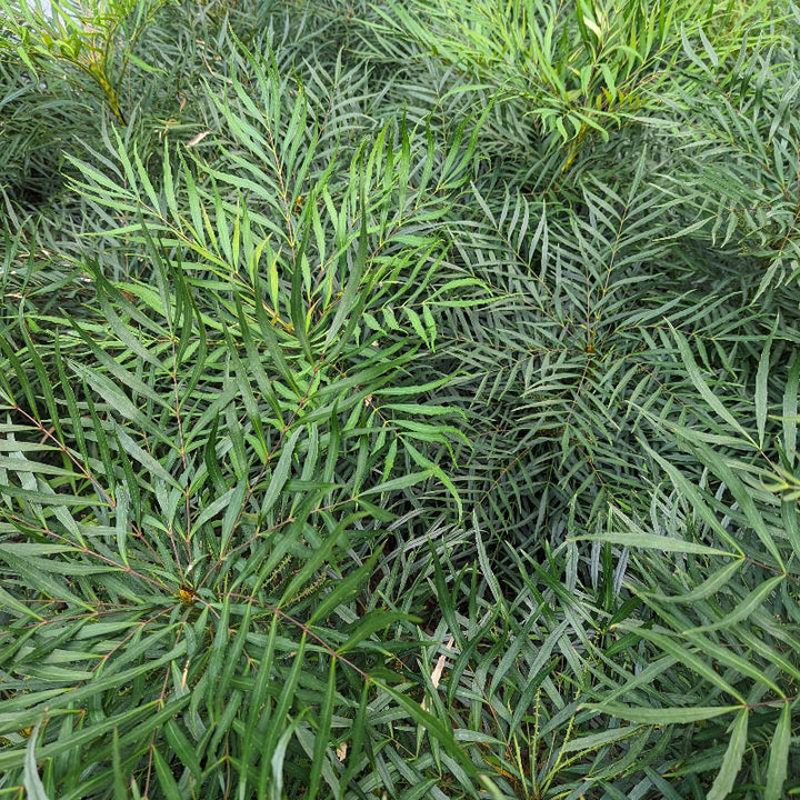 Soft Caress Mahonia with soft green foliage and yellow flowers