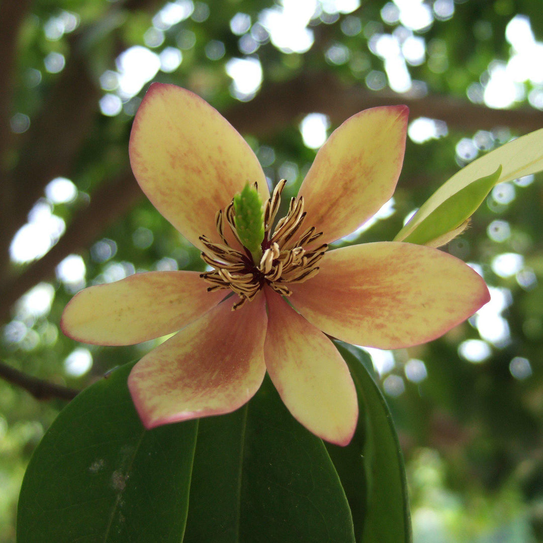 Banana Shrub with creamy yellow fragrant flowers and glossy foliage