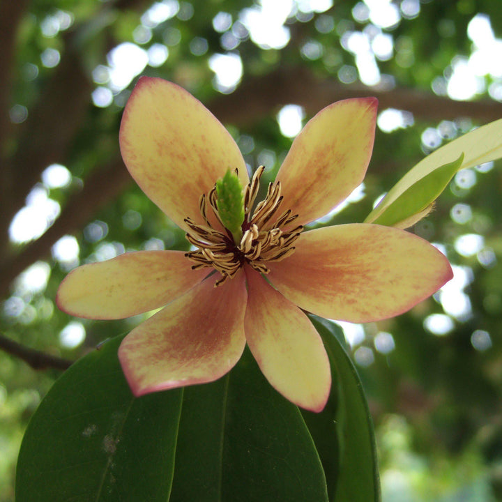 Banana Shrub with creamy yellow fragrant flowers and glossy foliage