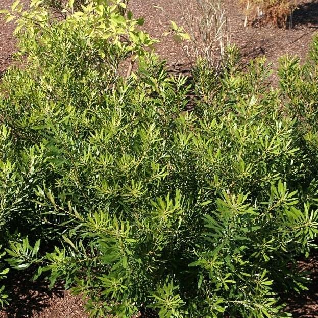 Don's Dwarf Wax Myrtle with glossy green foliage and blue gray berries