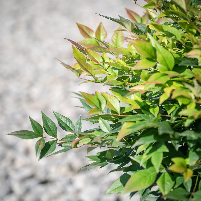 Gulf Stream Nandina with red blue green and yellow foliage