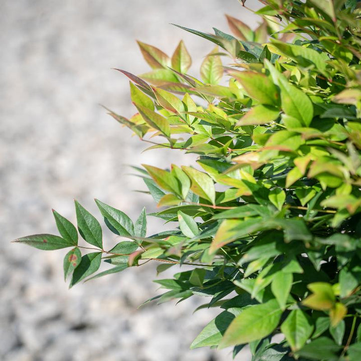Gulf Stream Nandina with red blue green and yellow foliage