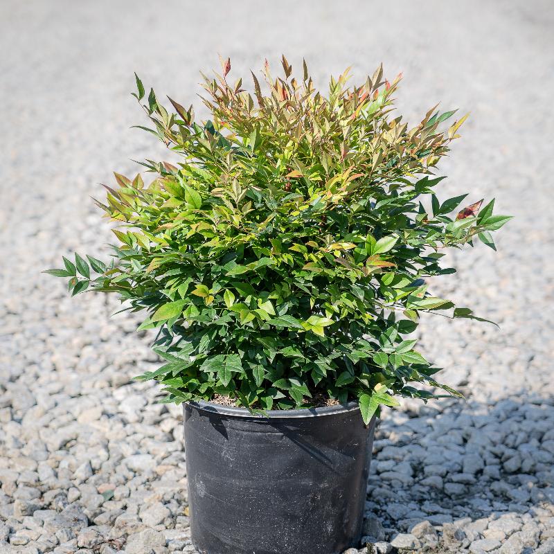 Gulf Stream Nandina with red blue green and yellow foliage