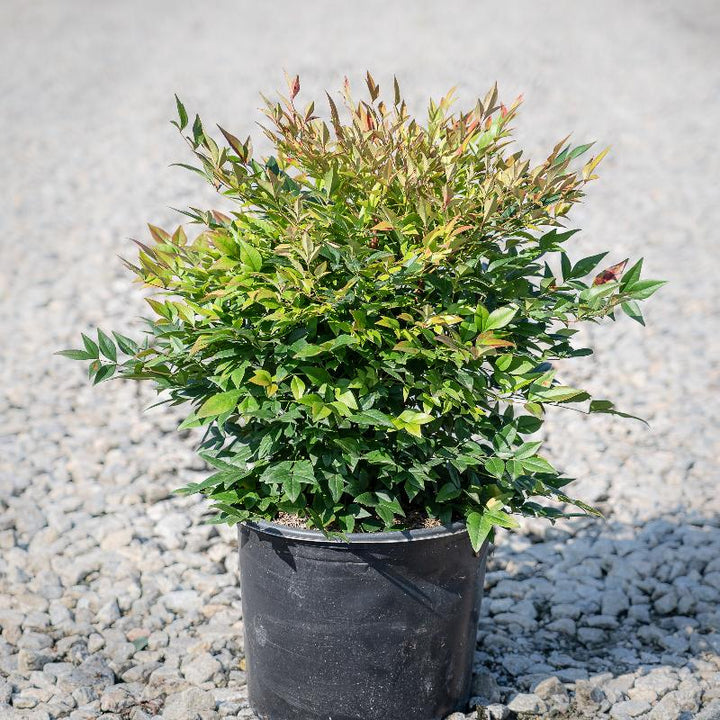 Nandina Gulf Stream | GoBuyPlants