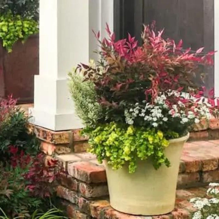 Obsession Nandina with deep red new foliage and dark green leaves