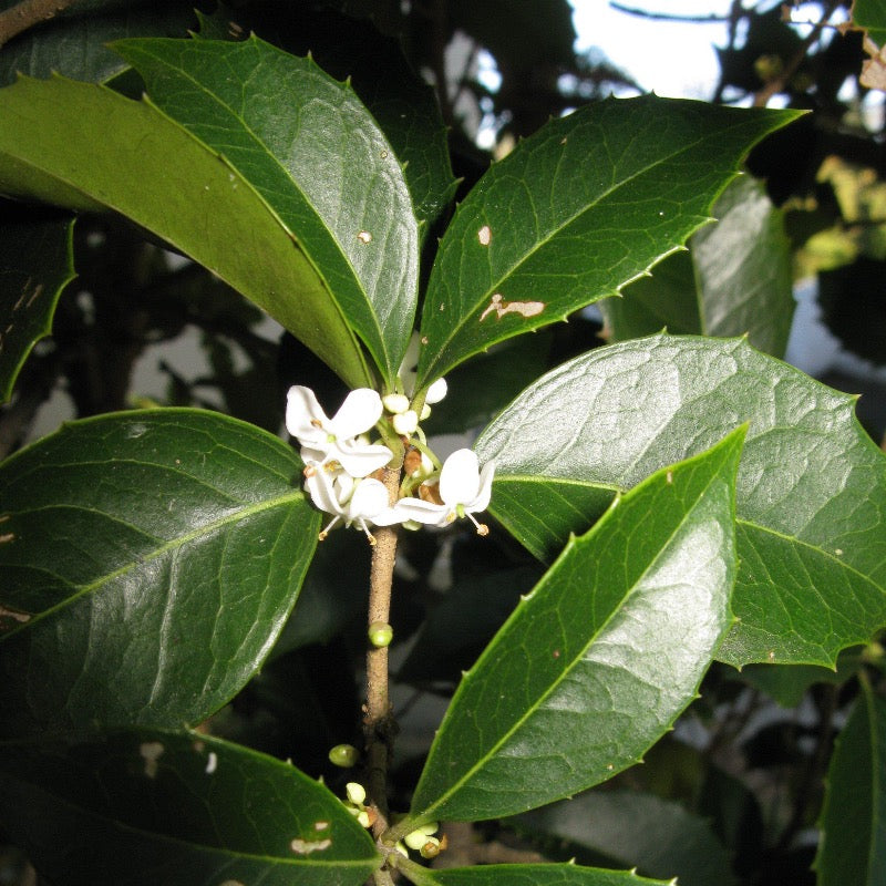 Fortune's Osmanthus with dark green foliage and fragrant white flowers