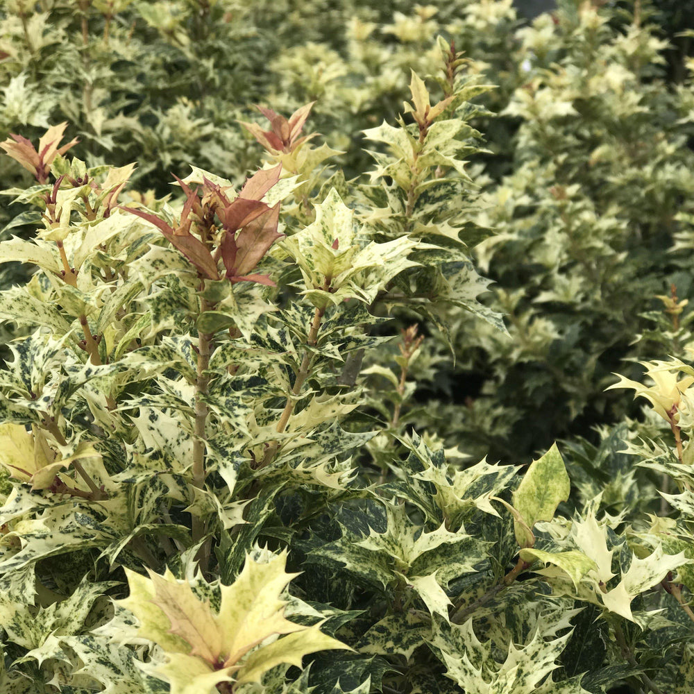 Goshiki False Holly with cream gold pink and green foliage