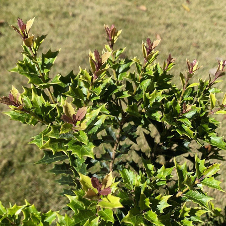 Party Lights False Holly with pink new growth and cream edged foliage