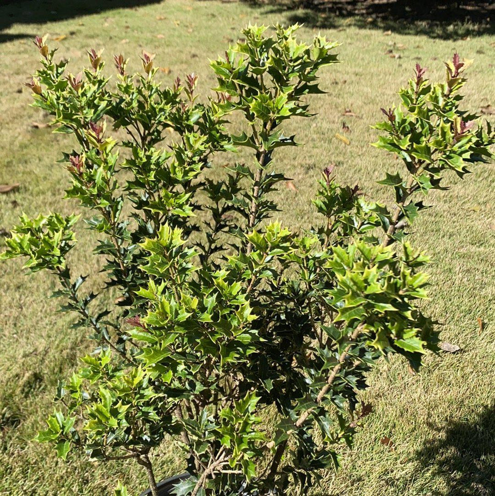 Party Lights False Holly with pink new growth and cream edged foliage