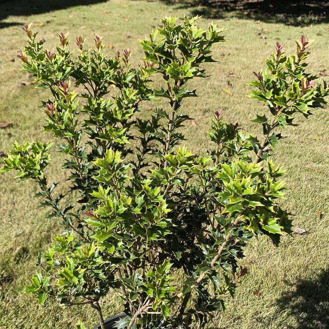 Party Lights False Holly with pink new growth and cream edged foliage