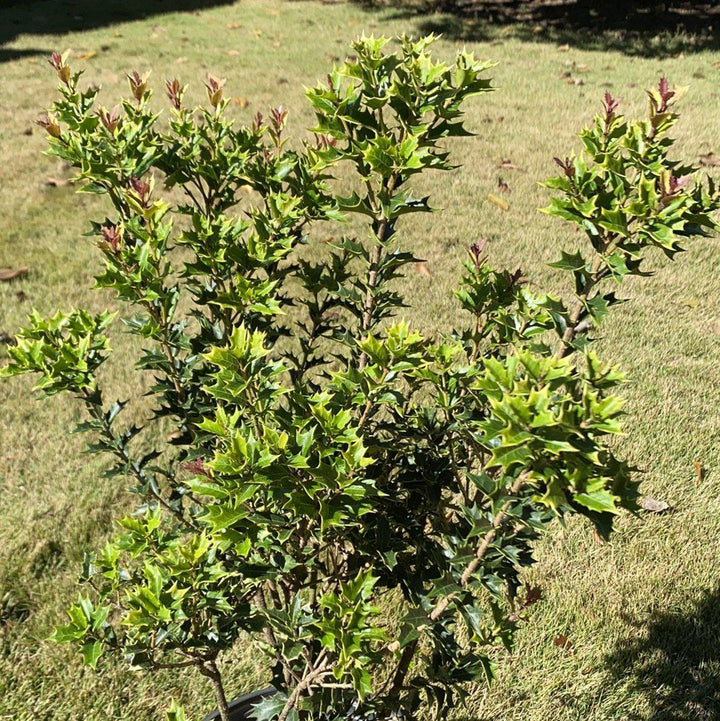 Party Lights False Holly with pink new growth and cream edged foliage