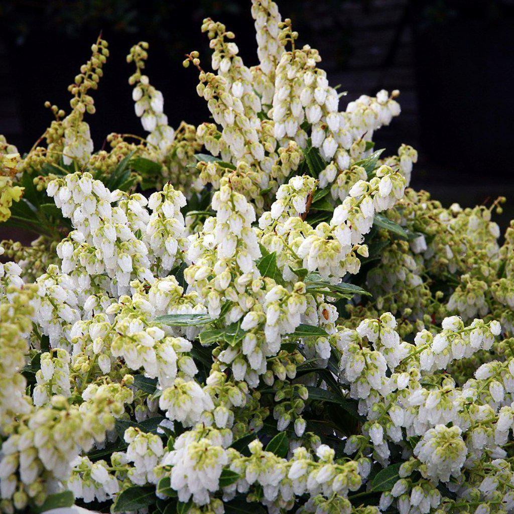 Cavatine Pieris with white bell shaped flowers and deep green foliage