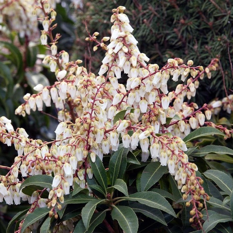 Mountain Fire Pieris with red new growth and white flowers