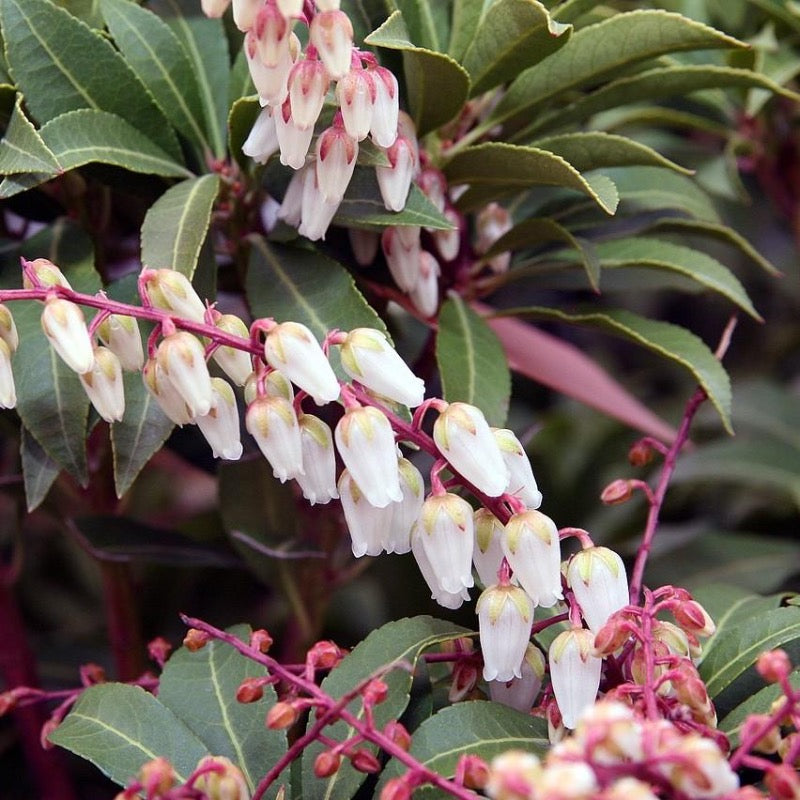 Mountain Fire Pieris with red new growth and white flowers