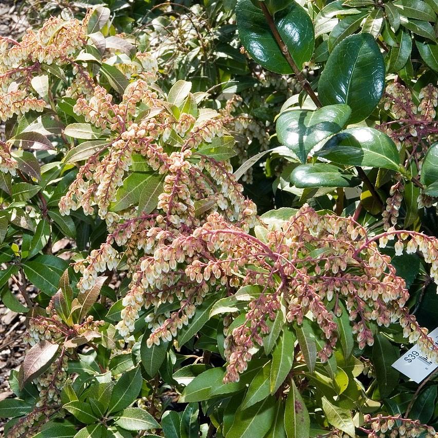 Mountain Fire Pieris with red new growth and white flowers