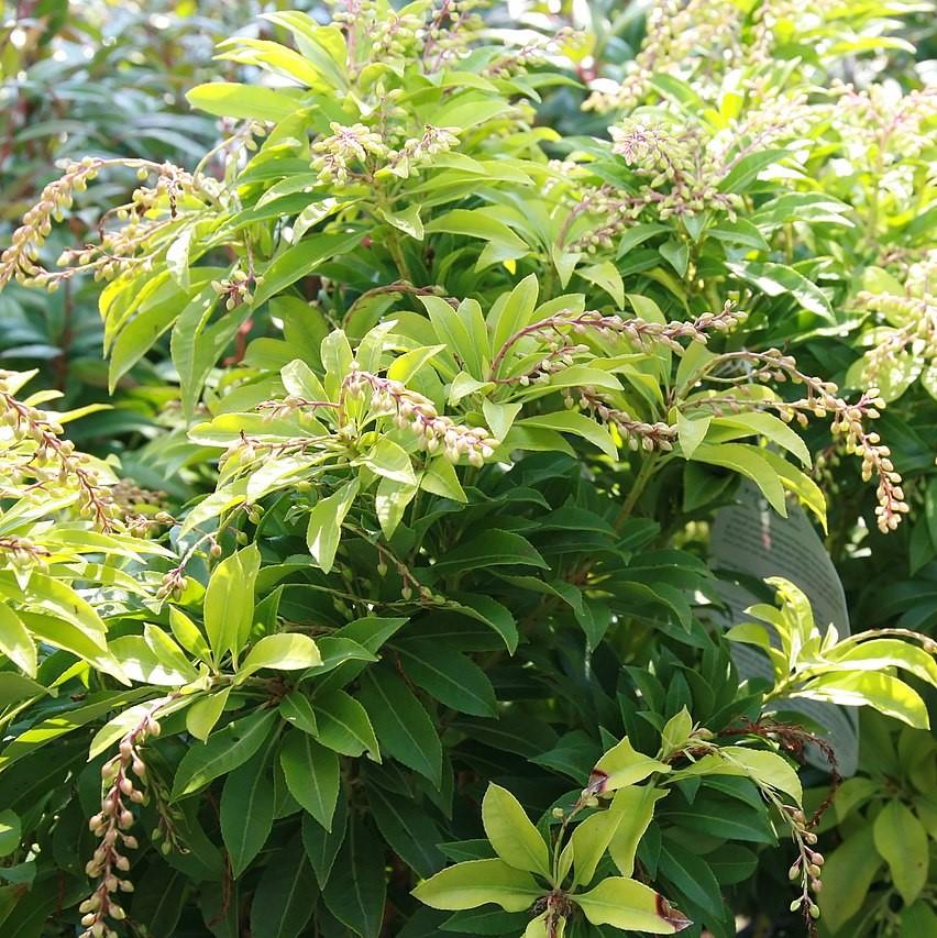Mountain Fire Pieris with red new growth and white flowers