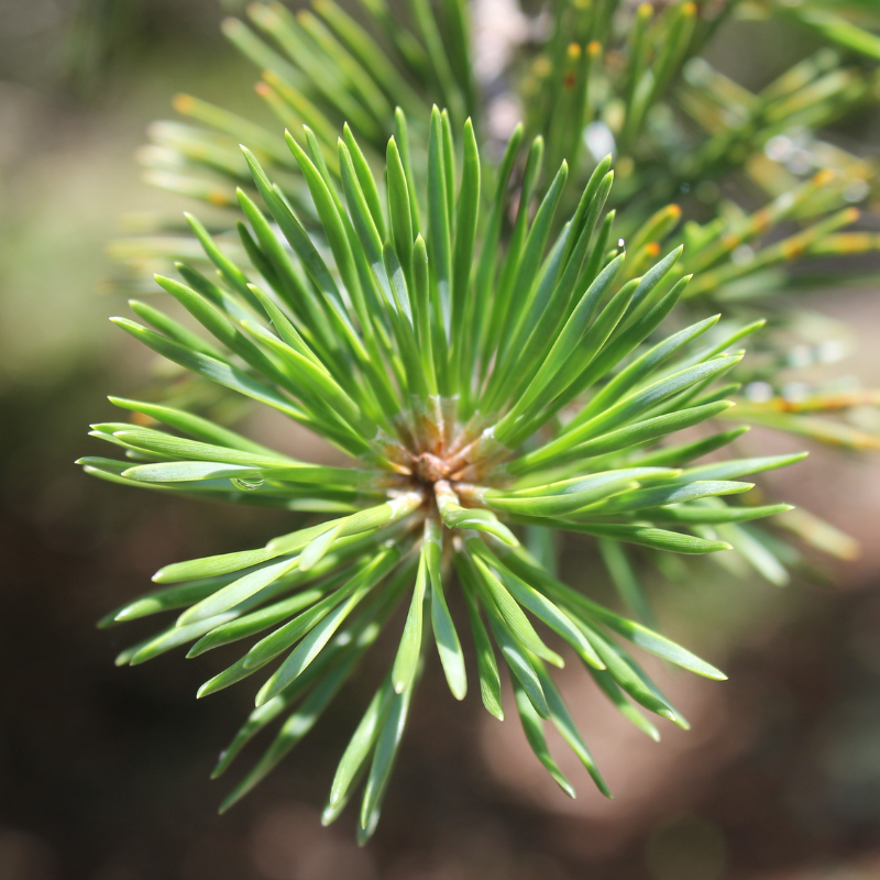 Virginia Pine with dark green needles and reddish brown bark