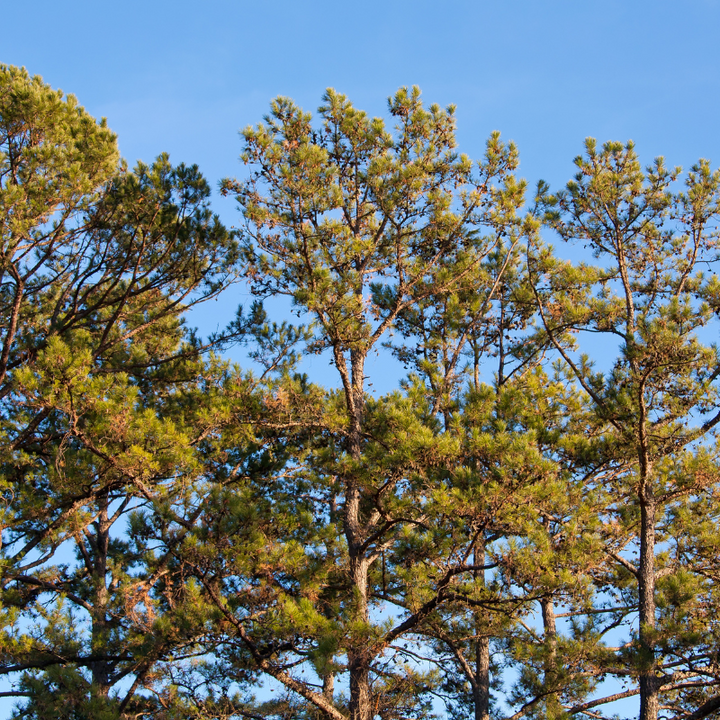Virginia Pine with dark green needles and reddish brown bark