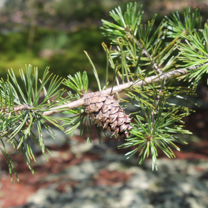 Virginia Pine with dark green needles and reddish brown bark