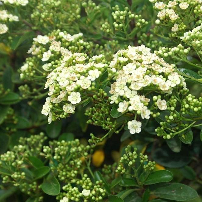 Mohave Firethorn with white flowers and fire red berries