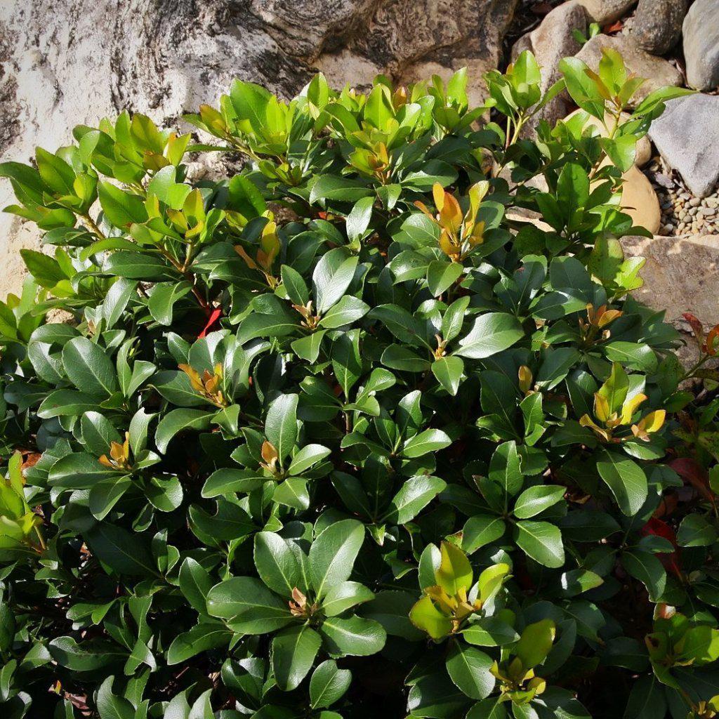 Snow White Indian Hawthorn with white flowers and bronze green foliage