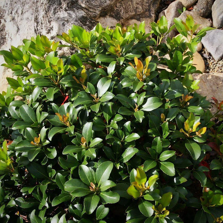 Snow White Indian Hawthorn with white flowers and bronze green foliage