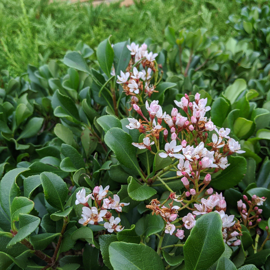 Snow White Indian Hawthorn with white flowers and bronze green foliage