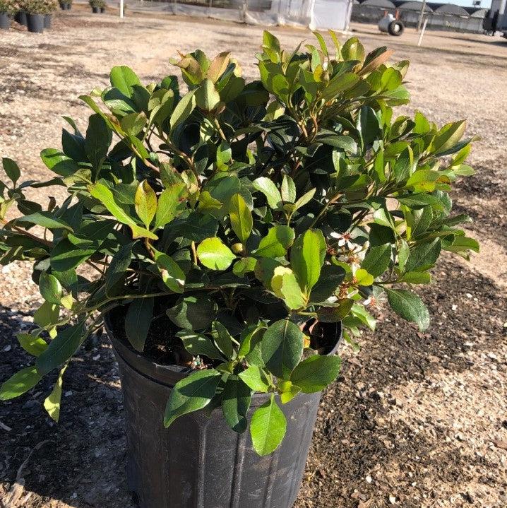 Snow White Indian Hawthorn with white flowers and bronze green foliage