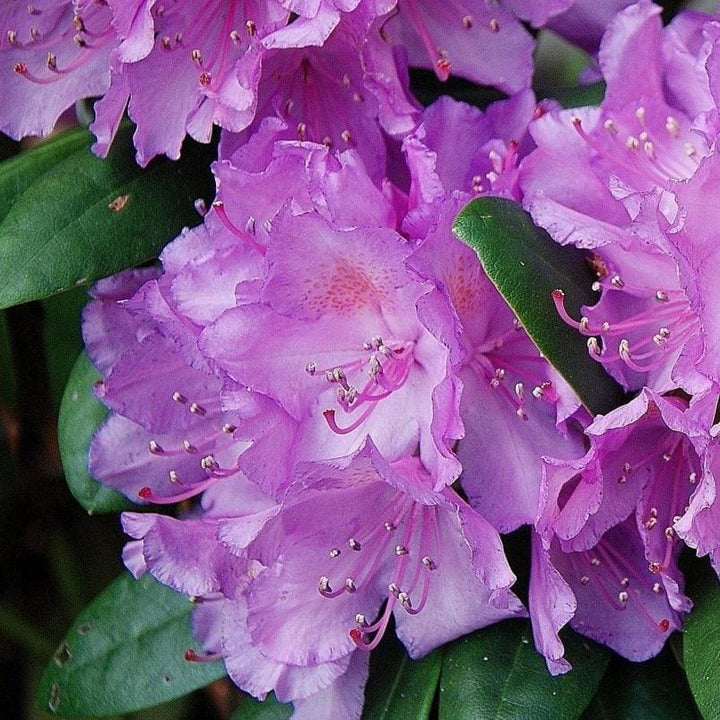 rhododendron hybride germania Rhododendron Germania | 30-40 cm im Topf main image 1