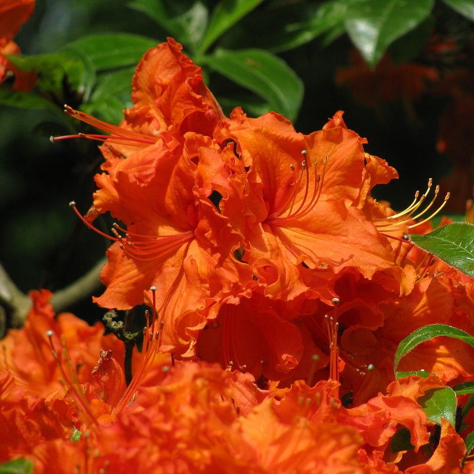Nathaniel Bedford Forrest Native Azalea with ruffled orange flowers