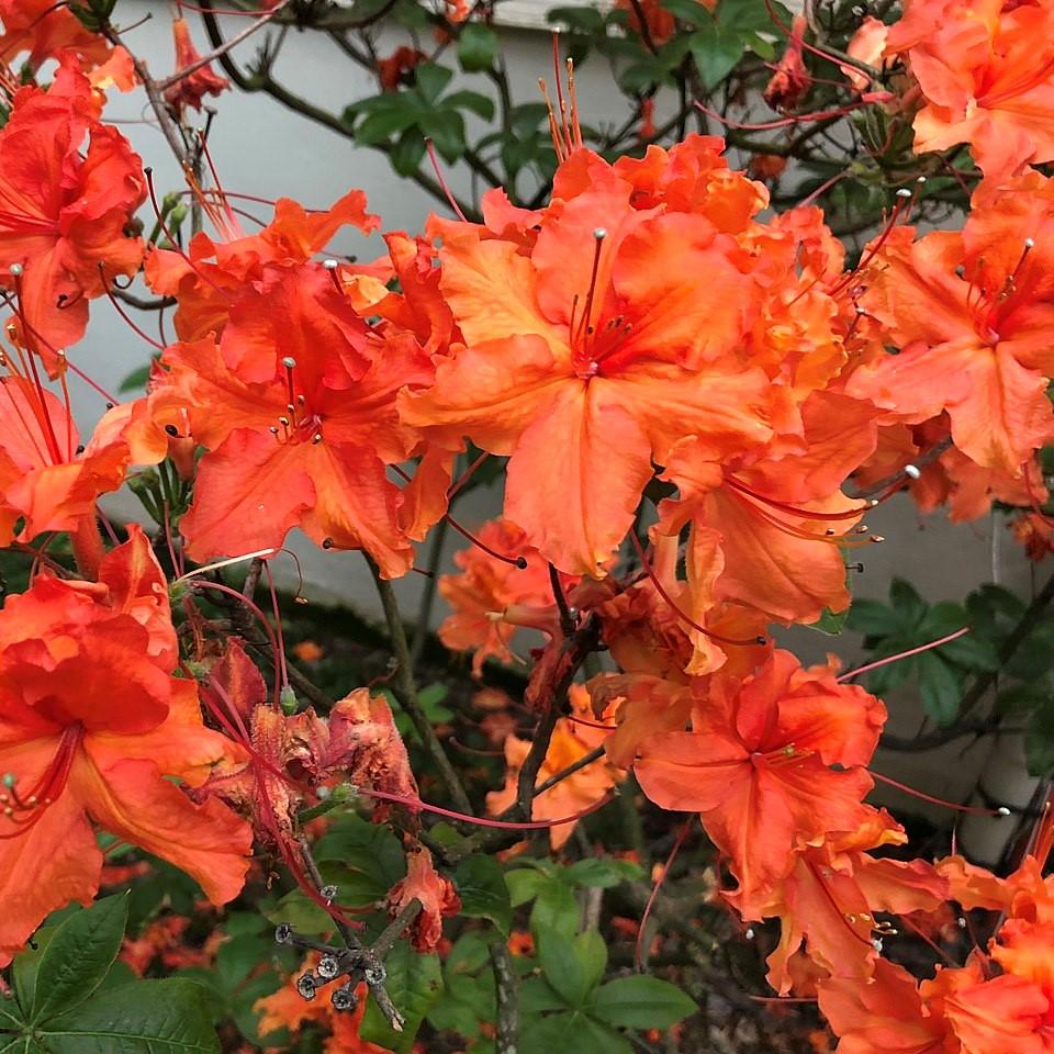 Nathaniel Bedford Forrest Native Azalea with ruffled orange flowers