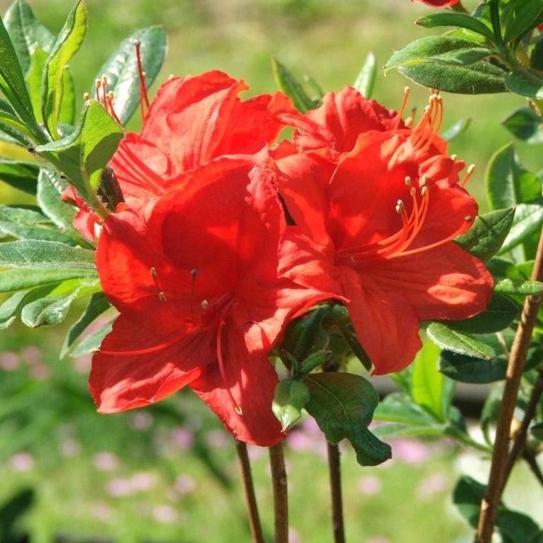 Robert E Lee Native Azalea with large ruffled red flowers