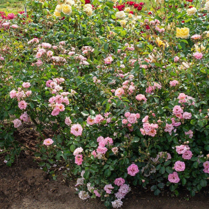 Blushing Drift Rose with dense soft pink double flowers