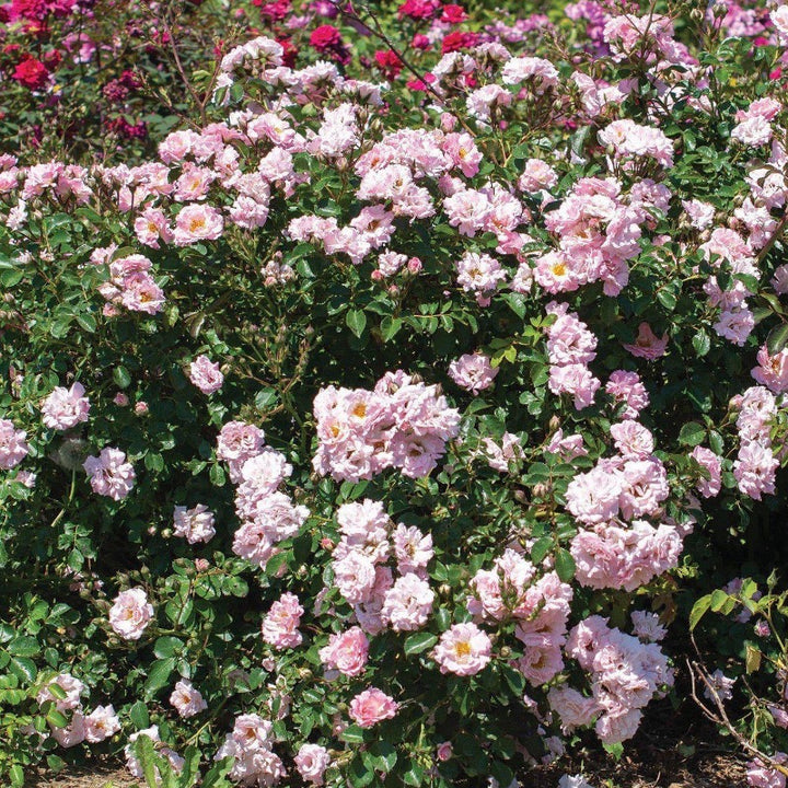 Blushing Drift Rose with dense soft pink double flowers