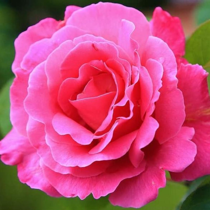 Brindabella First Lady Rose with lavender pink double flowers
