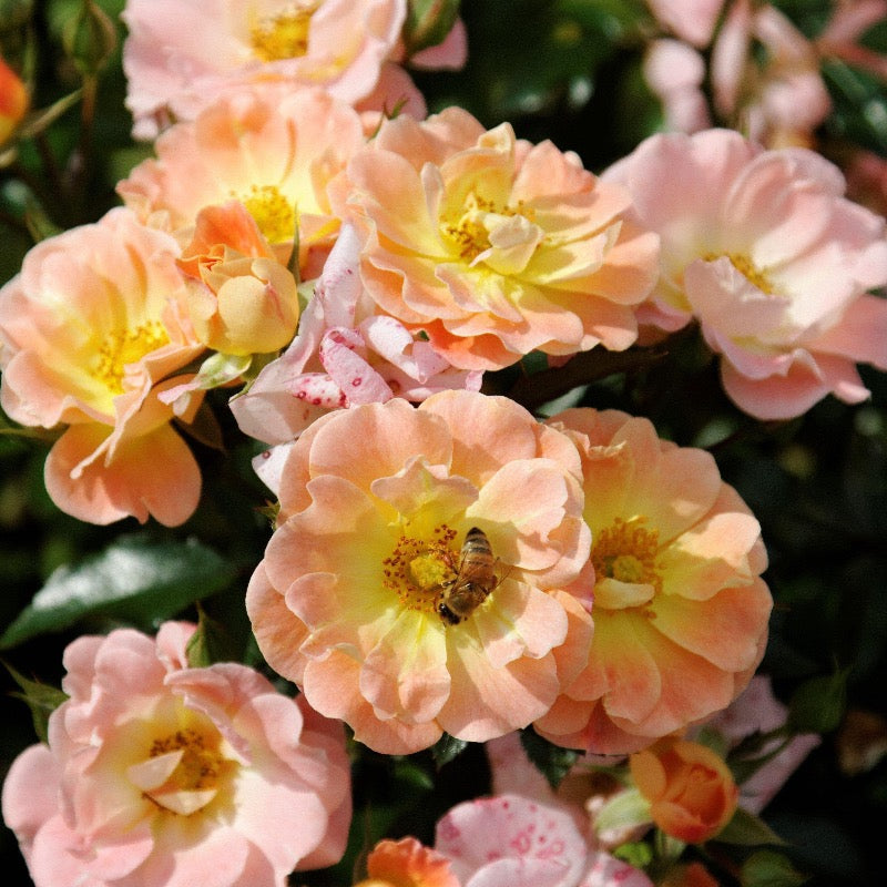 Peach Drift Rose with soft peach double flowers