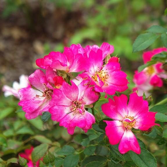 Rose Pink Drift® | GoBuyPlants