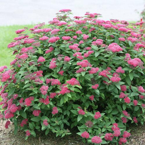 Double Play Red Spirea with crimson flowers and burgundy foliage