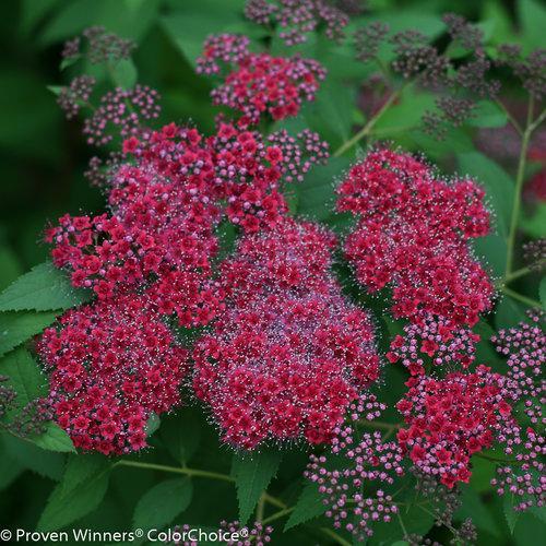 Double Play Red Spirea with crimson flowers and burgundy foliage