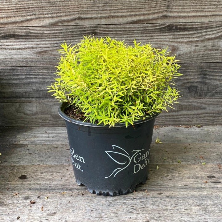 Spiraea Gold Thread™