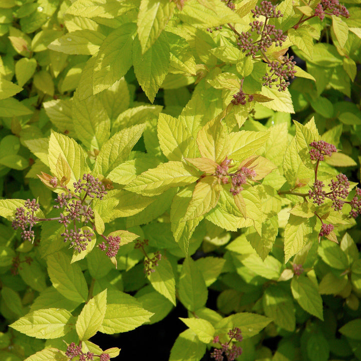 Golden Princess Spirea with gold foliage and soft pink flowers