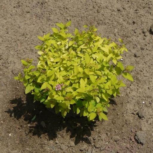 Golden Princess Spirea with gold foliage and soft pink flowers
