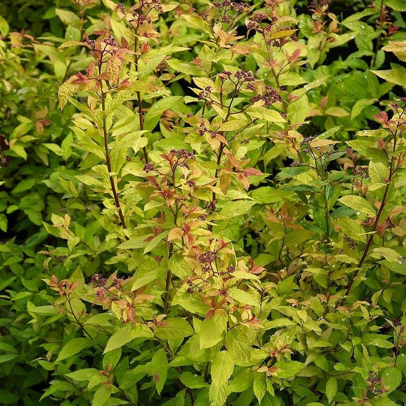 Goldflame Spirea with rose pink flowers and bronze foliage