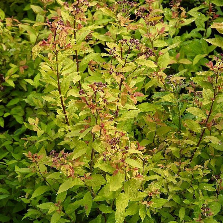 Goldflame Spirea with rose pink flowers and bronze foliage