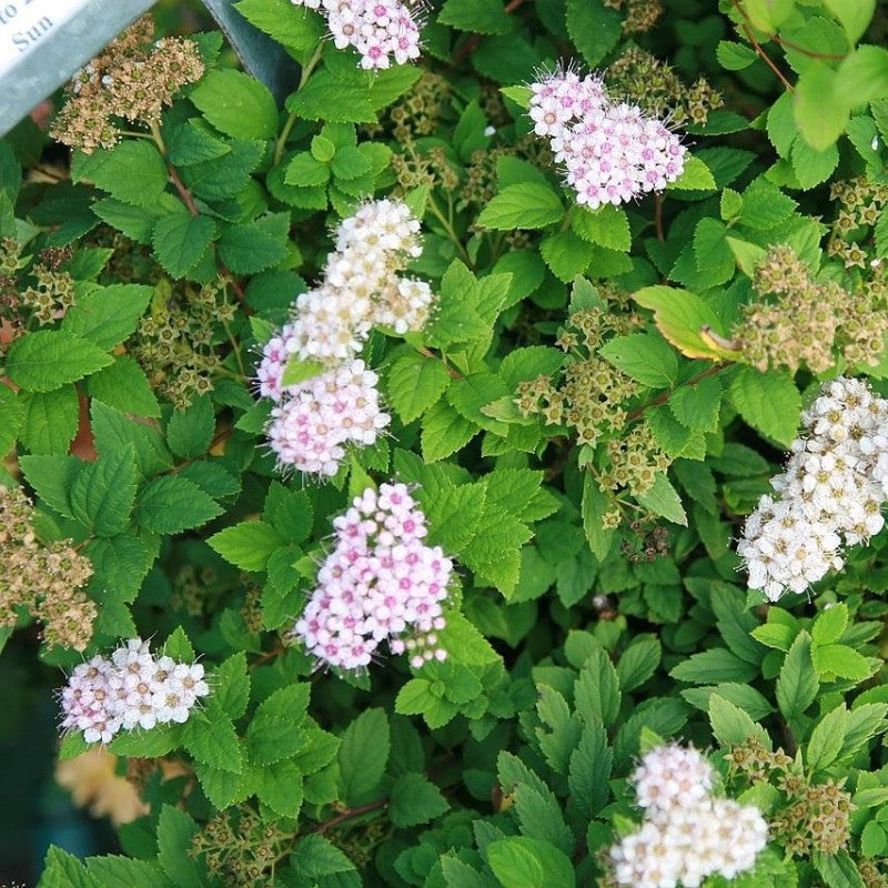 Little Princess Spirea with pale pink flowers