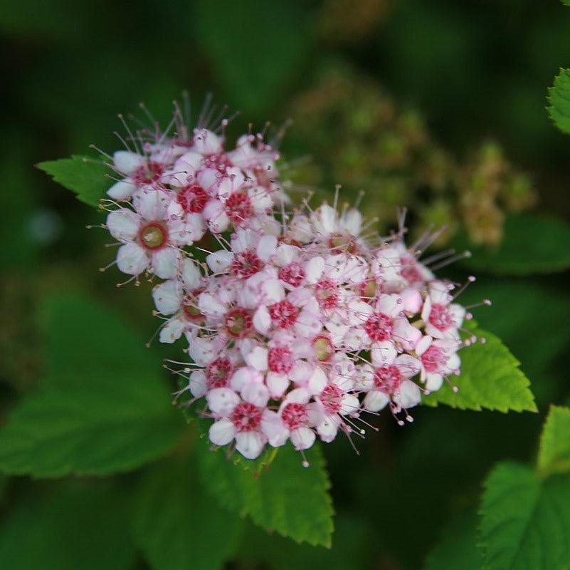 Little Princess Spirea with pale pink flowers