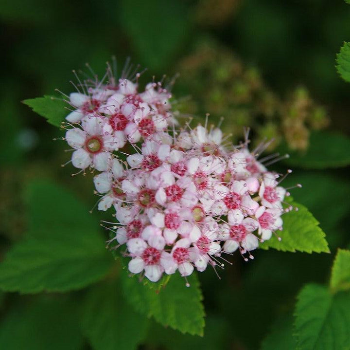 Little Princess Spirea with pale pink flowers